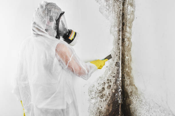 Best White Mold Remediation in Central City, KY